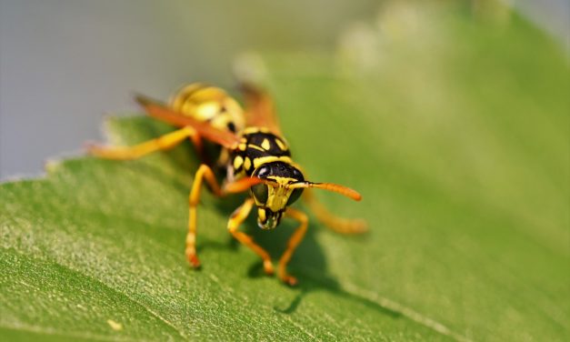 Pourquoi faire appel à un spécialiste extermination guêpes à Montréal 