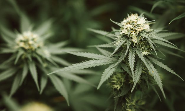 Où acheter des fleurs de CBD en France ?