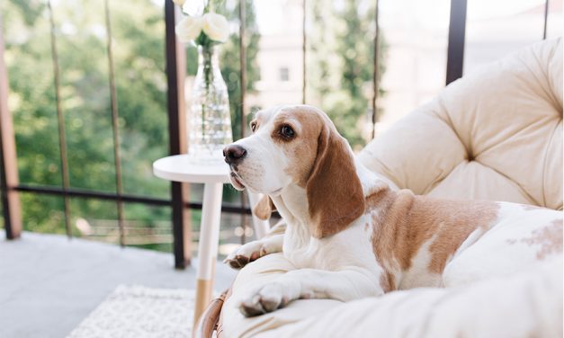 Comment choisir le meilleur panier pour chien ? Le guide ultime !