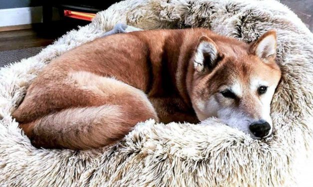 Chouchoutez votre compagnon à 4 pattes avec le coussin apaisant pour chien