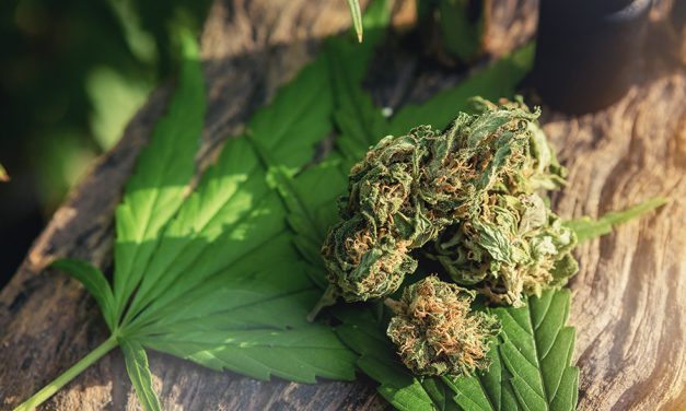 CBD Street, l’excellence en matière de CBD en France !