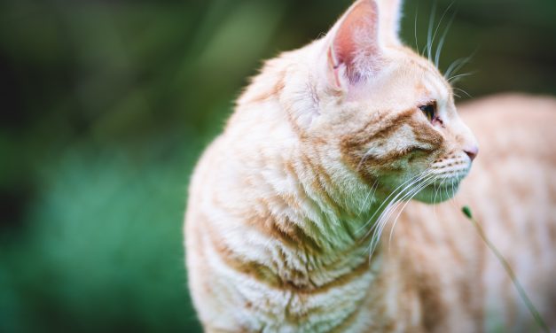 Pourquoi les chats mangent de l’herbe ?