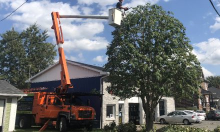 Le chêne de la rue Cowie: comment un arbre centenaire a évité la tronçonneuse