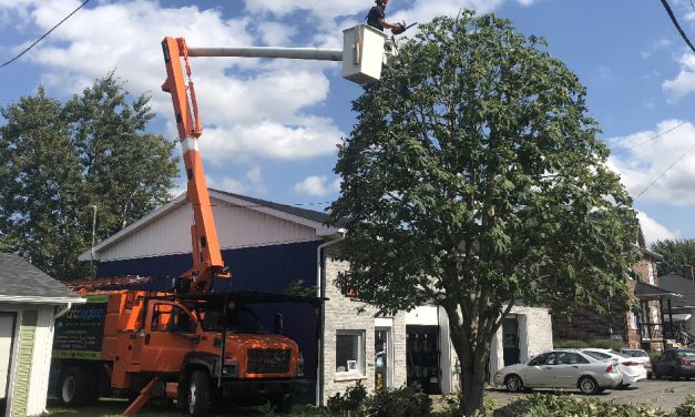 Le chêne de la rue Cowie: comment un arbre centenaire a évité la tronçonneuse