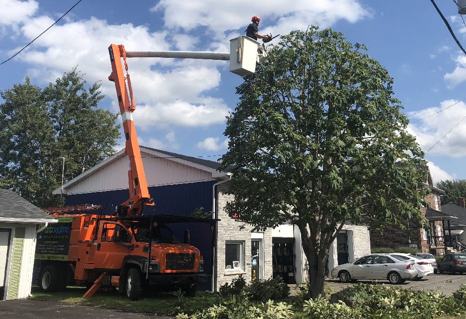 Le chêne de la rue Cowie: comment un arbre centenaire a évité la tronçonneuse